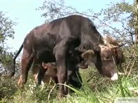 [ Bestiality Video ] Cow gets his dong masturbated